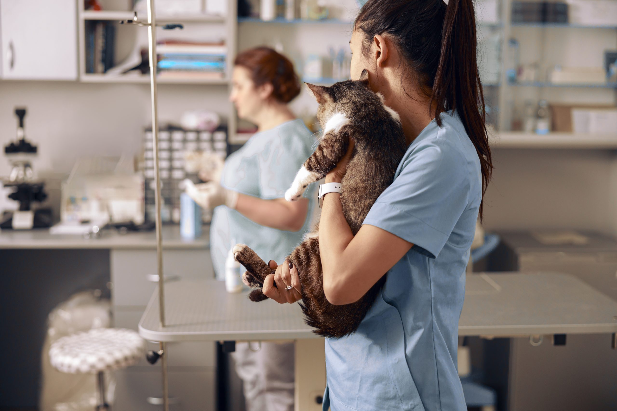 Veterinarian embraces adorable cat kitten looking at colleague in clinic